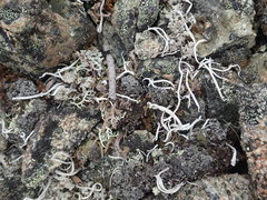 Thamnolia vermicularis vermicularis