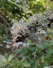 Ramalina dilacerata