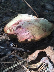 Xerocomus ferrugineus