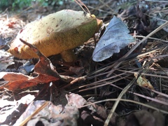 Xerocomus ferrugineus