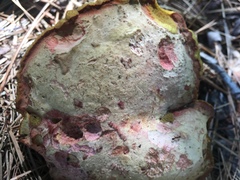 Xerocomus ferrugineus