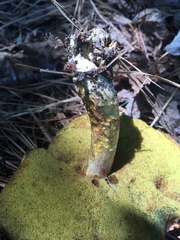 Xerocomus ferrugineus