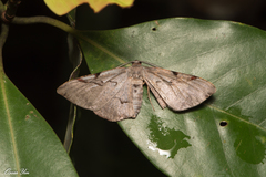 Hypochrosis baenzigeri