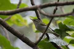Phylloscopus occipitalis