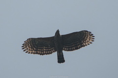 Nisaetus kelaarti