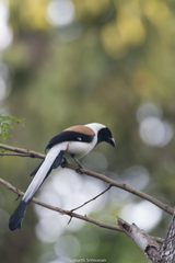 Dendrocitta leucogastra
