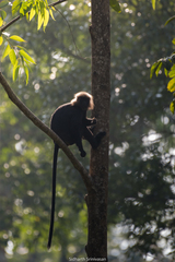 Semnopithecus johnii