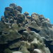 Coral Estrella Montaña - Photo (c) luismmontilla, algunos derechos reservados (CC BY-NC), subido por luismmontilla
