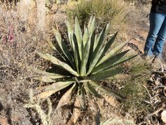 Agave murpheyi
