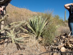 Agave murpheyi