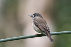 Muscicapa muttui