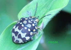 Orsilochides scurrilis