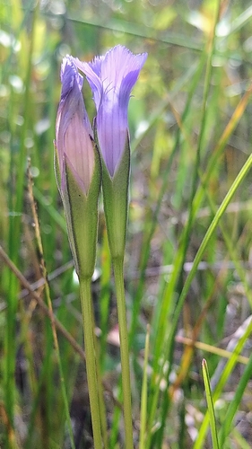 Image of Gentianopsis macounii by (c) Doug Macaulay, some rights reserved (CC BY)