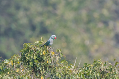 Psittacula columboides
