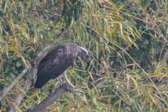 Haliaeetus humilis