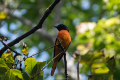 Pericrocotus flammeus