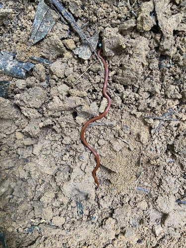 Photo of a Central Burrowing Snake (Apostolepis flavotorquata)