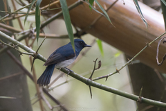 Cyornis pallidipes