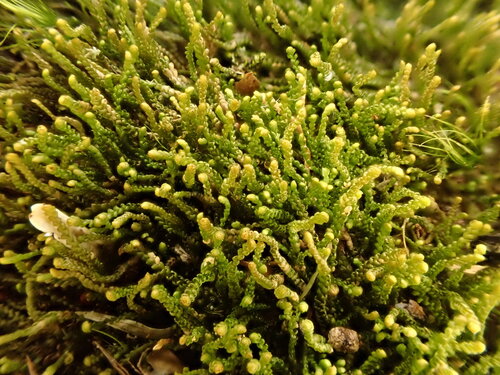 Sphenolobus minutus