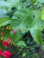 Warszewiczia coccinea