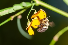 Bombus impatiens image