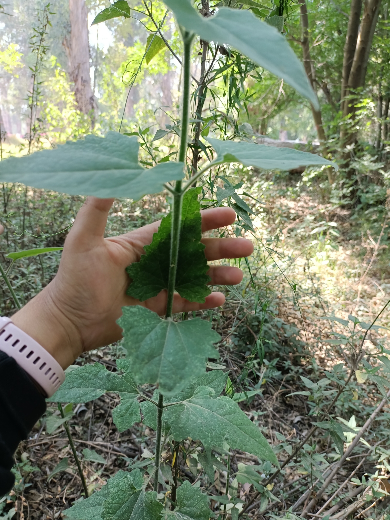 Imagem de Cacahuaxochitl