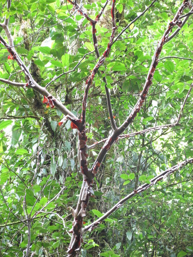 Bursera standleyana L.O.Williams & Cuatrec.