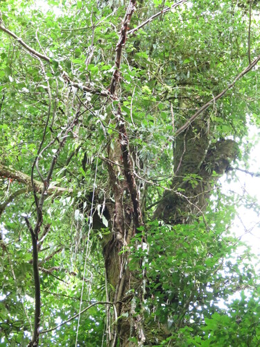 Bursera standleyana L.O.Williams & Cuatrec. 2