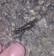 Camponotus pennsylvanicus