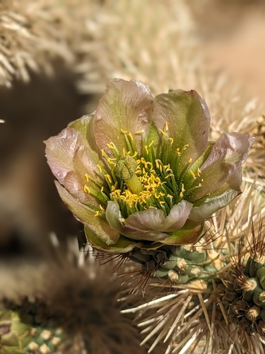 Image of Cylindropuntia fosbergii by (c) Aaron Kreisberg, some rights reserved (CC BY)