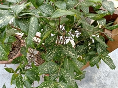 Dracaena surculosa