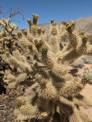 Image of Cylindropuntia fosbergii by (c) Aaron Kreisberg, some rights reserved (CC BY)