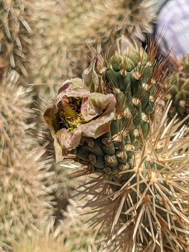 Image of Cylindropuntia fosbergii by (c) Aaron Kreisberg, some rights reserved (CC BY)