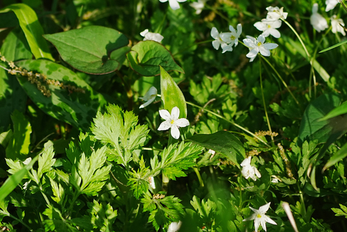 Image of Flaccid Anemone (Anemonastrum flaccidum) by (c) WATANABE Hitoshi 渡辺仁, some rights reserved (CC BY)