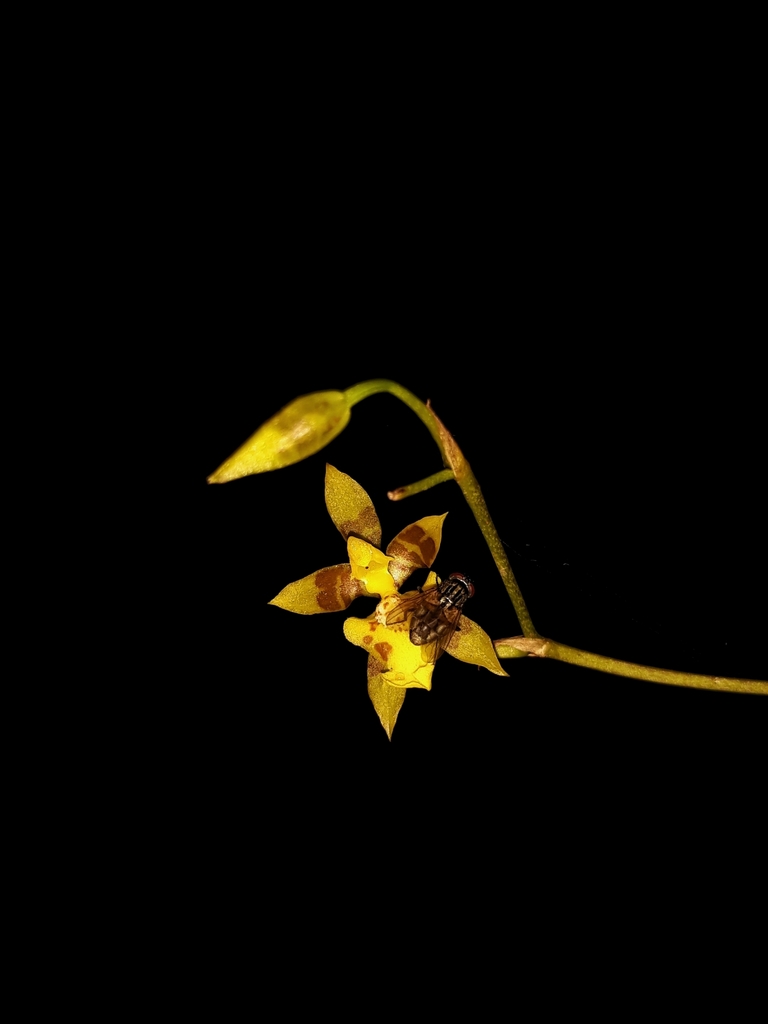 Oncidium pergameneum