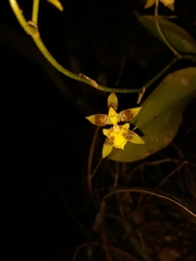 Oncidium pergameneum