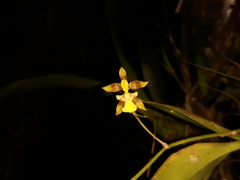 Oncidium pergameneum