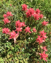Castilleja rhexiifolia