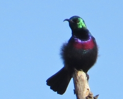Cinnyris bifasciatus microrhynchus