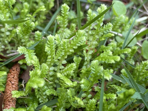 Image of Meadow Spikemoss (Selaginella apoda) by (c) Engers, some rights reserved (CC BY)