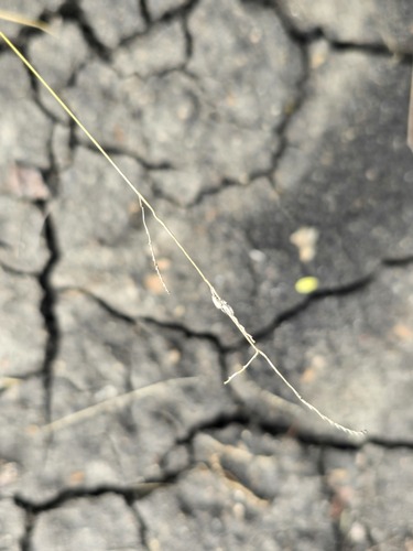 Moorochloa eruciformis observed 2025-04-02