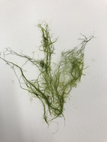 Rhizoclonium tortuosum