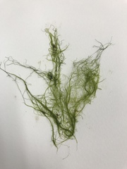 Rhizoclonium tortuosum