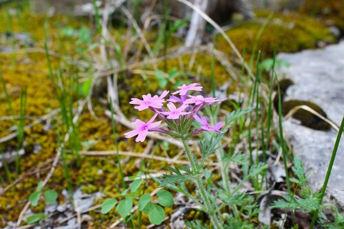 Image of Glandularia canadensis by (c) Dominic, some rights reserved (CC BY)