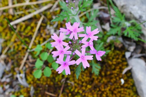 Image of Glandularia canadensis by (c) Dominic, some rights reserved (CC BY)