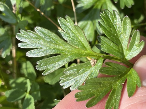 Image of Conioselinum gmelinii by no rights reserved