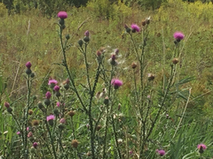 Carduus acanthoides acanthoides