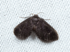 Epipyropidae