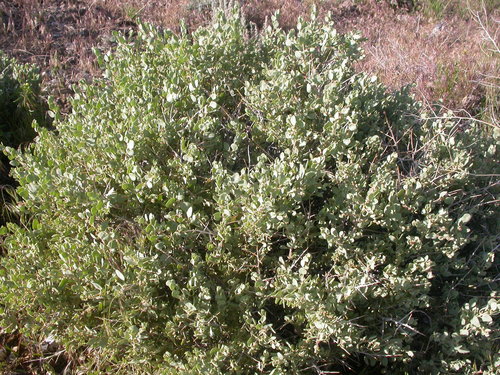 Atriplex confertifolia (Torr. & Frém.) S.Watson