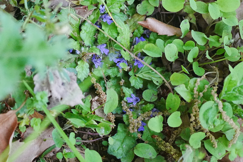 Image of Ajuga decumbens by (c) WATANABE Hitoshi 渡辺仁, some rights reserved (CC BY)